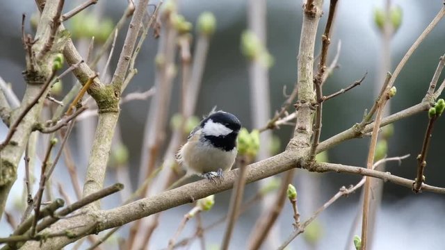The coal tit is a passerine bird in the tit family, Paridae. It is a widespread and common resident breeder throughout temperate to subtropical Eurasia and northern Africa.