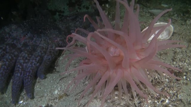 Actinia anemone on background amazing corals underwater in ocean of Alaska. Swimming in world of beautiful wildlife of colorful reefs. Inhabitants in search of food. Abyssal relax diving.