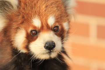 Red panda closed up