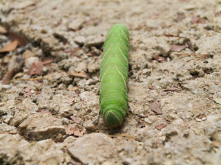 Green caterpillar larvae,  close up macro shot with a shallow depth of field.