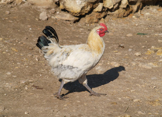 A Beautiful red, ginger, black and white rooster on a desert farm