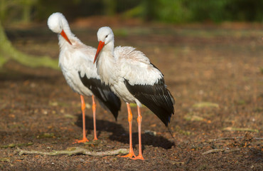 Two Storks 