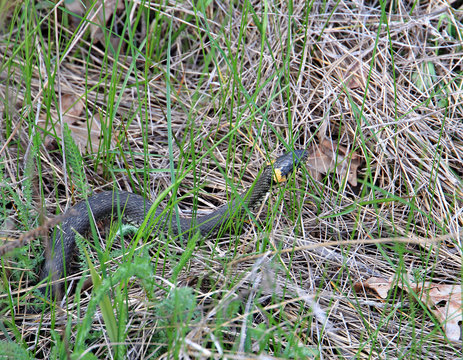 grass-snake