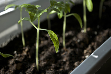 Macro closeup young seedling with green leaves in garden 