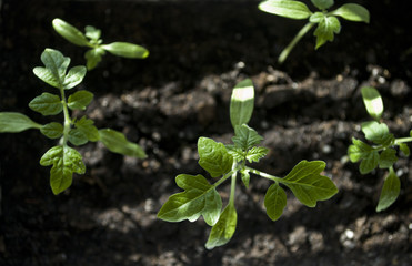 Macro closeup young seedling with green leaves in garden 