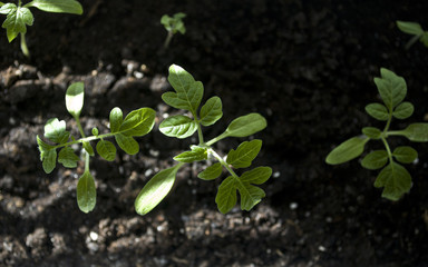 Macro closeup young seedling with green leaves in garden 
