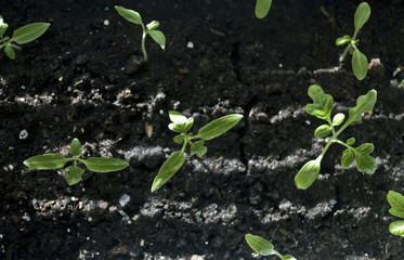 Macro closeup young seedling with green leaves in garden 