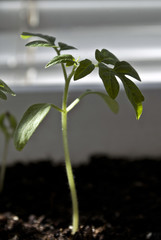 Macro closeup young seedling with green leaves in garden 