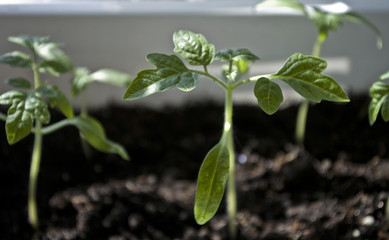 Macro closeup young seedling with green leaves in garden 
