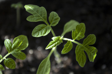 Fototapeta na wymiar Macro closeup young seedling with green leaves in garden 