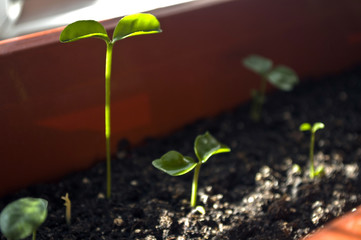 Macro closeup young seedling with green leaves in garden 