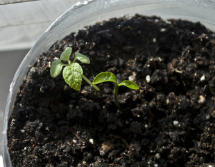 Macro closeup young seedling with green leaves in garden 