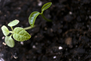 Macro closeup young seedling with green leaves in garden 