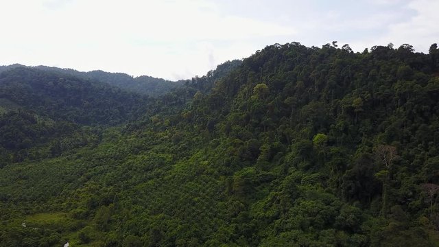 Aerial drone footage of palm oil plantations and rainforest in Thailand, Southeast Asia