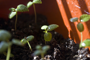 Macro closeup young seedling with green leaves in garden 