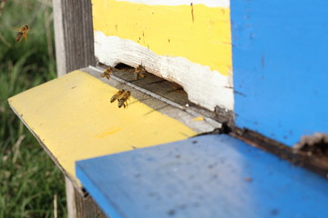 Buntes Bienenhaus