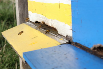 Buntes Bienenhaus