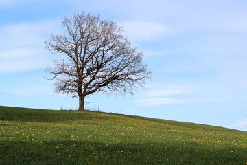 Wiese zu Ostern und ein Baum