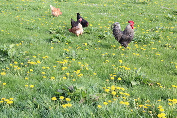 Glückliche Hühner und ein Hahn