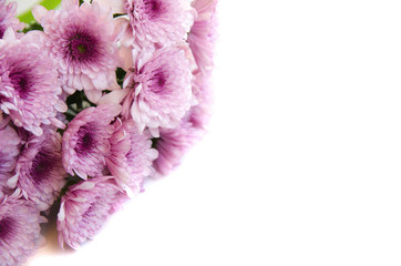  Bouquet of chrysanthemums sometimes called mums or chrysanths for happy birthday, mother day,romantic date.Lilac flowers on white isolated background.Copy space.