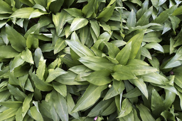 Ramsons closeup in a forest