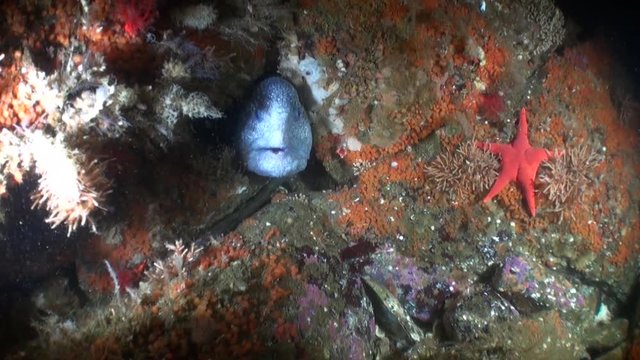 Lancet fish on seabed underwater in ocean of Alaska. Swimming in amazing world of beautiful wildlife. Inhabitants in search of food. Abyssal relax diving.