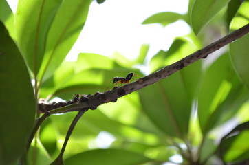 Ants working together on a tree