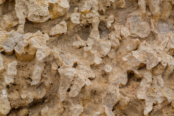 Petrified coral of the Red Sea on the shore