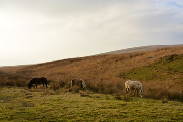 Fototapeta na wymiar Welsh Ponies on the Black Mountain, Carmarthenshire, Wales.