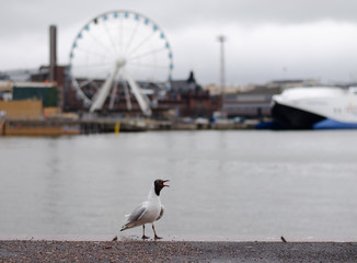 Seagull on Helsinki background