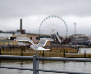 Seagull on Helsinki background