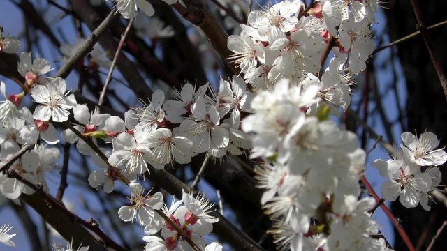 Flowers Blossoming Cherry (Prunus avium), Ukraine, Eastern Europe
