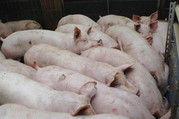 Schweinezucht