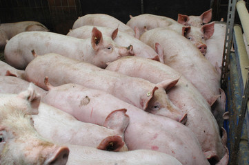 Schweinezucht