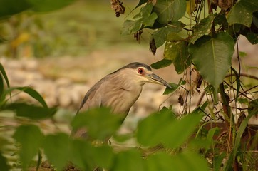 Two herons searching for food near a lake
