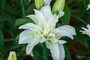 White  lily flower in Park