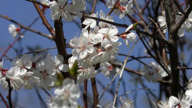 Flowers Blossoming Cherry (Prunus avium), Ukraine, Eastern Europe
