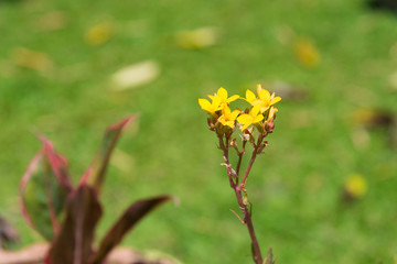 Small yellow flowers on green background. shallow focus.