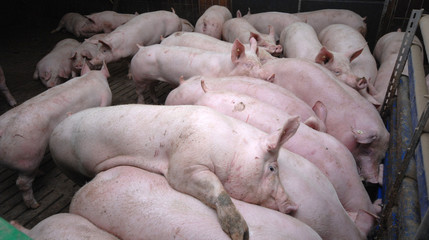 Schweinezucht