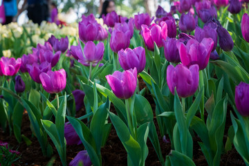 Close up Beautiful Tulip in Park