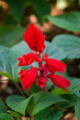 Closeup of Salvia splendens Labiatae flowers in the Park