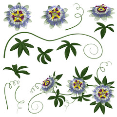 Passiflora Flowers and Leaves Set - obrazy, fototapety, plakaty