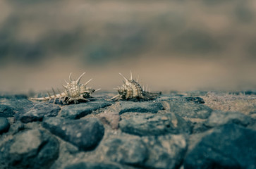 Beautiful marine shells crawling on grey stones