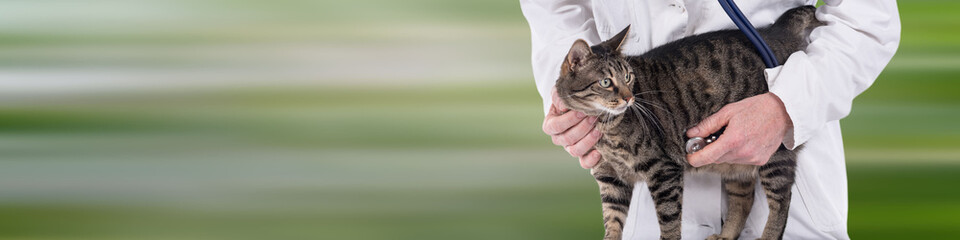 Veterinarian examining a cat