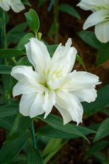 White lily flower in Park
