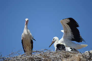 A Stork is about the arrive its nest on july 2016 in Eskisehir, Turkey