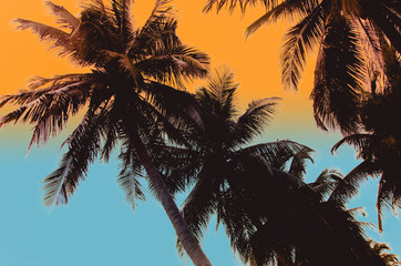 Fototapeta na wymiar palm tree vintage