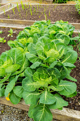 Cabbage and other vegetables growing in the garden
