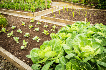 Cabbage and other vegetables growing in the garden