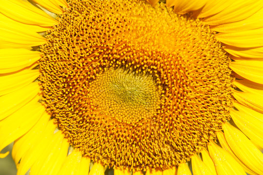 Sunflower natural background, Sunflower blooming, Close-up of sunflower.